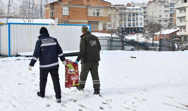 Esenyurt'ta sokak hayvanları için mama ve su takviyesi