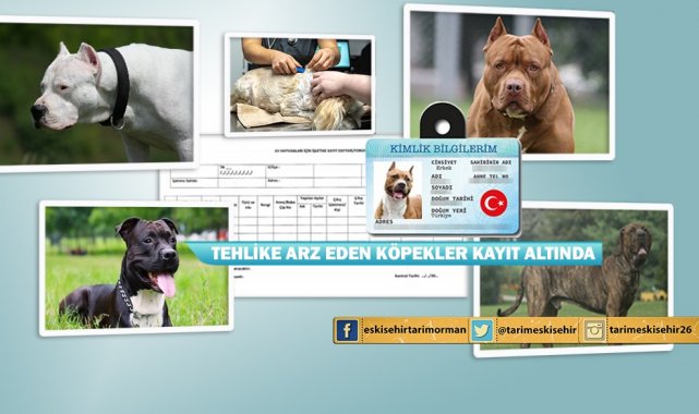 Eskişehir'de 355 tehlikeli ırk kayıt altına alındı