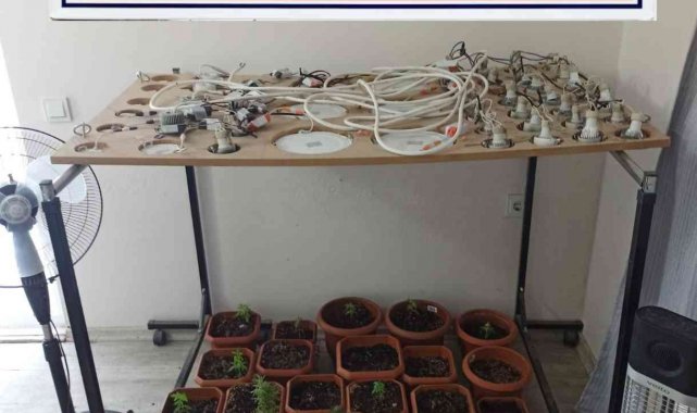 Evinde uyuşturucu madde yetiştirip satan şahsa operasyon