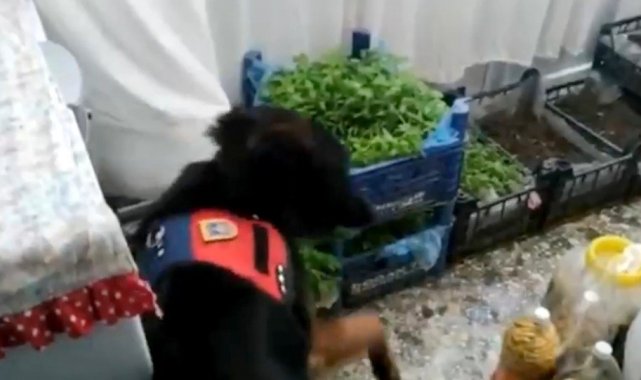 Evinin salonunda kenevir fidesi yetiştirdi