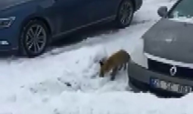 Evlerinin önüne kadar gelen tilkiyi elleriyle beslediler