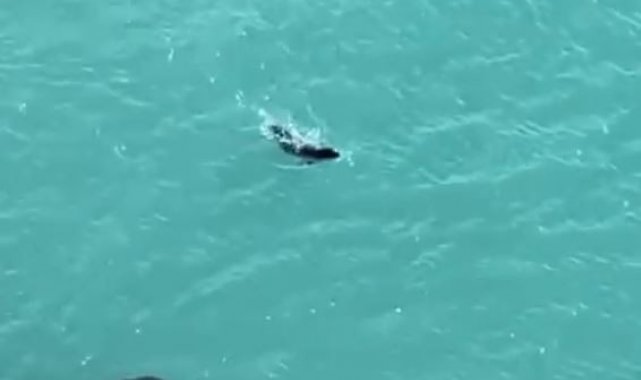 Falezlerde gördükleri Akdeniz fokuna ıslıkla seslendiler