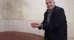 Fındık fiyatı haftayı 35 liradan kapatıyor