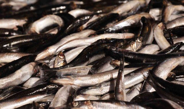 Fiyat artışları vatandaşı balığa yöneltti