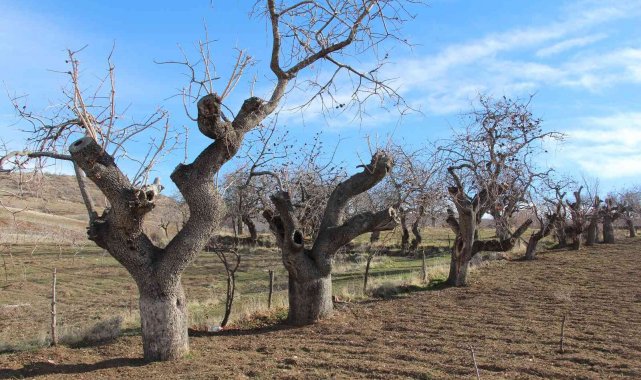 Fiyatı altınla yarışıyor, ürün veren ağaçlar koruma altına alınıyor