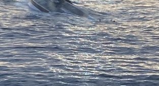Florida açıklarında tekne alabora oldu: 39 kişi kayıp