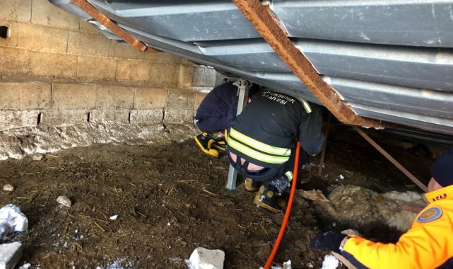 Gaziantep'te ahır çöktü, 10 hayvan telef oldu