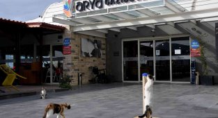 Gazibeğendi'nin patili müdavimleri artık daha mutlu