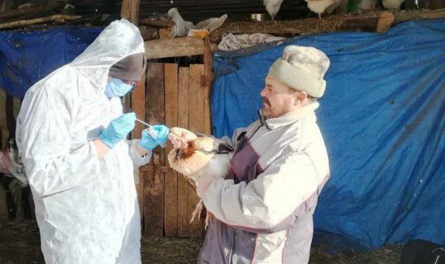 Gediz&#039;de Tavuk Vebası hastalığı numune alım çalışması