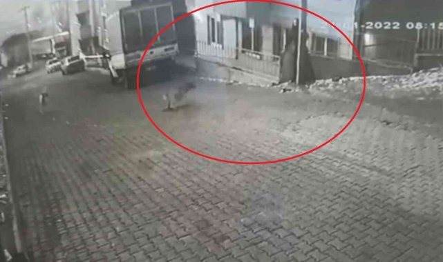 Genç kız dehşeti yaşamıştı, o ilçede köpek problemi çözülecek