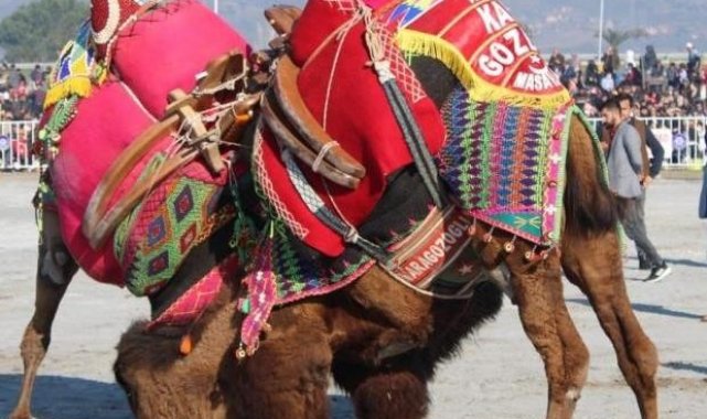 Germencik Deve Güreşi iptal edildi