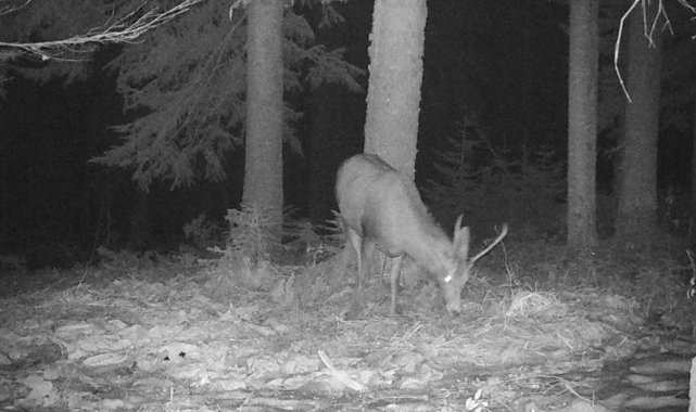 Geyiğin yem ziyafeti, fotokapanla görüntülendi