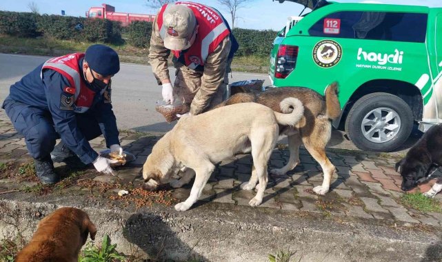 Giresun'da jandarma sokak hayvanlarını besledi
