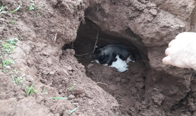 Göçük altında kalan yavru köpekleri itfaiye kurtardı