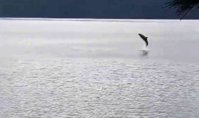 Gökova Körfezinde Yunus balıklarından görsel şölen