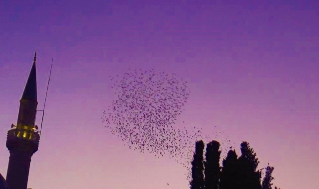 Gökyüzünün kızıllığı eşliğinde muhteşem dans
