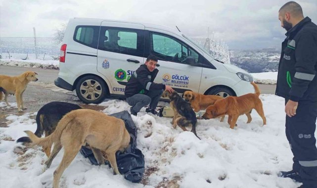 Gölcük&#039;te hayvanlara mama desteği