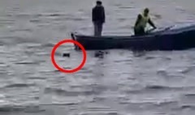 Gölün ortasındaki köpeği işte böyle kurtardılar