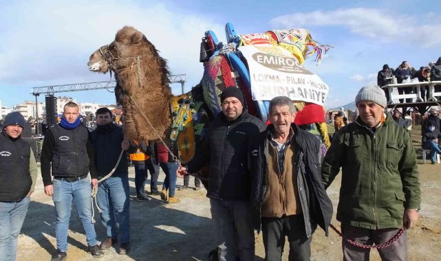 Güreş develerine reklam alıyorlar