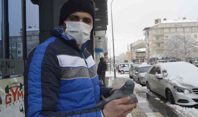 Güvercin soğuk havaya dayanamadı