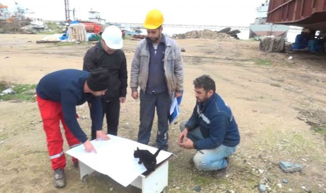 Haberi sabote eden kedi