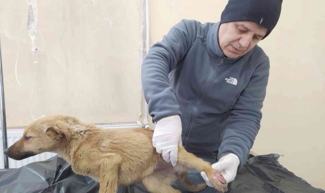 Hakkari'de can dostlar için yoğun mesai