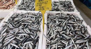 Hamsi 25 TL'ye düştü