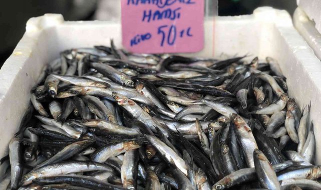 Hamsinin fiyatı cep yakıyor