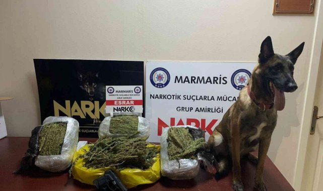 Hassas burun 'Coco' yılın köpeği seçildi