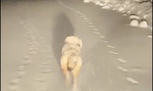 Hasta almaya giden ekiplere kurt eşlik etti