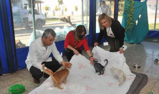 Hastanenin eski tekstil ürünleri hayvanlara yatak oluyor