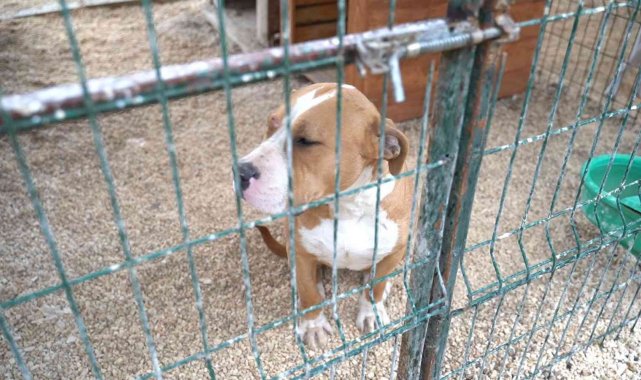 Hatay'da 162 yasaklı ırk köpek kısırlaştırıldı