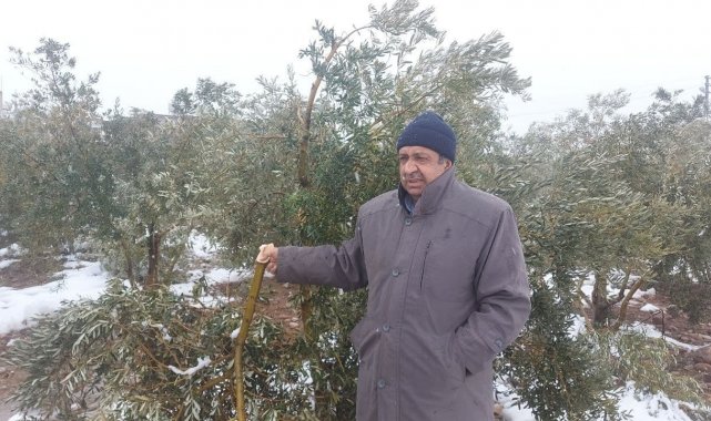 Hatay&#039;da kar zeytin ağaçlarının dallarını kırdı