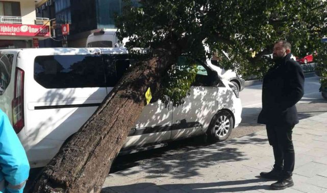 Hatay'da park halindeki aracın üzerine ağaç devrildi