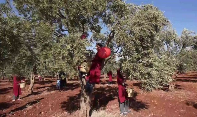 Hatay&#039;dan zeytin ve zeytinyağı 2021 yılı ihracatı 31 milyon dolar oldu