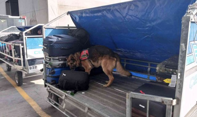 Havalimanındaki şüpheli çantaları "Haylaz" ve "Ilık" kontrol ediyor