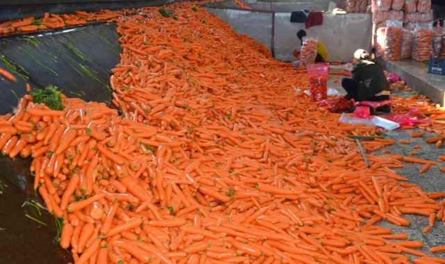 Havucun tarladan sofraya zahmetli yolculuğu