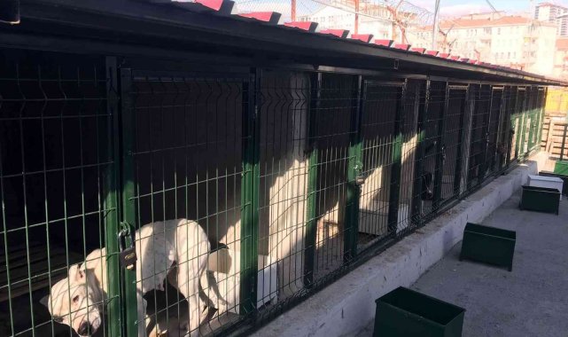 Hayvan barınakları tehlikeli ırklar ile doldu