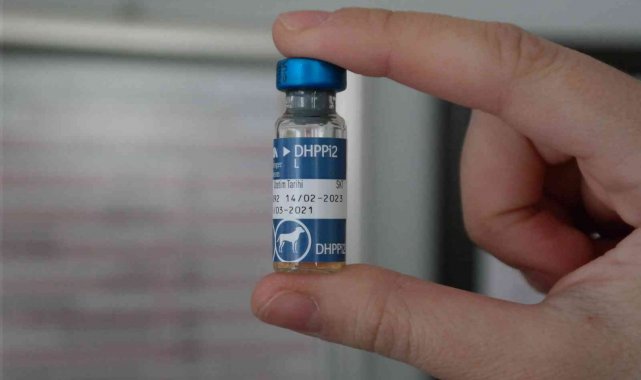 Hayvan sahiplerine sahte ve kaçak aşı uyarısı