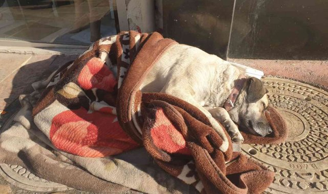 Hayvanlar üşümesin diye sokaklara battaniye bırakıldı