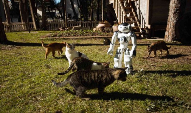 Hayvansever robot NAO, sokak hayvanlarını elleriyle besliyor