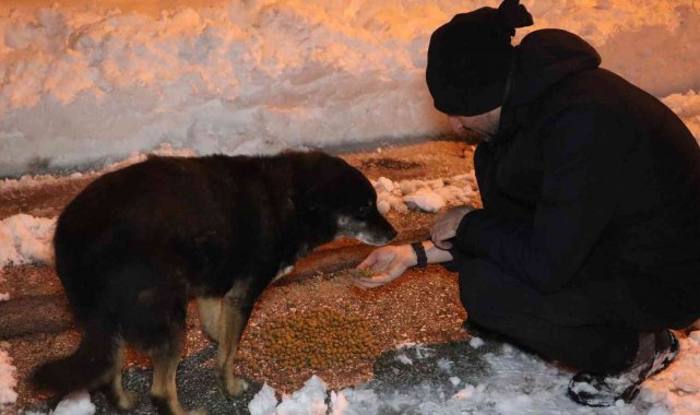 Her gün 200 kilogram mama bırakılıyor