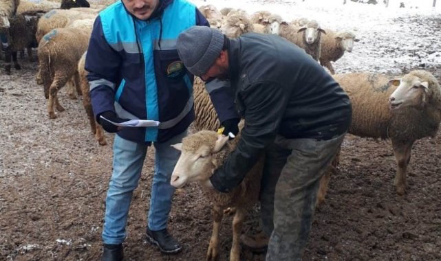 Hisarcık'ta küçükbaş desteklemesine girecek hayvan sayımları devam ediyor