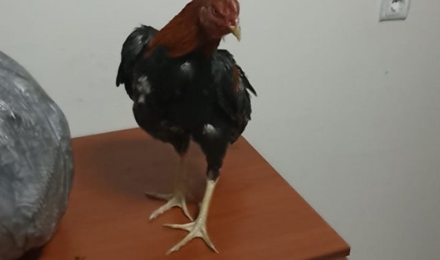 Horoz dövüştürenlere polis baskını