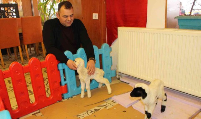 İkiz kuzuları restoranda besliyor