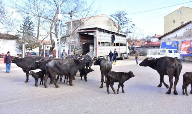 İnönü'de manda kaymağı ve yoğurdunun üretimine büyük destek