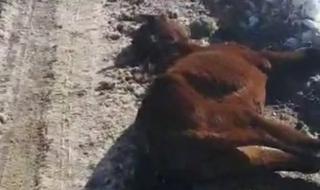 Irak sınırındaki sahipsiz at dondu