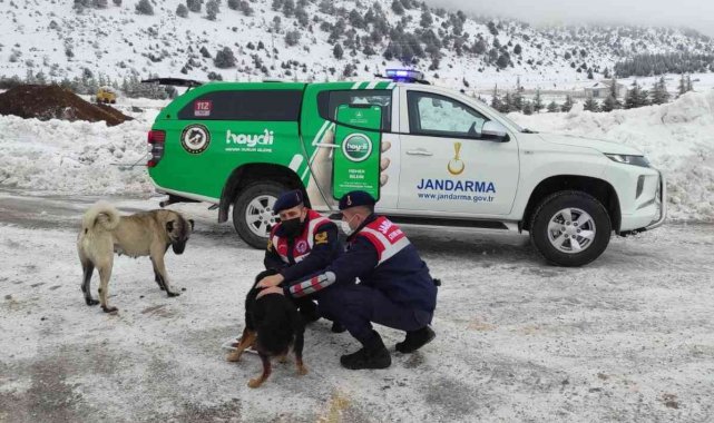 Isparta'da HAYDİ ekipleri sokak hayvanlarını besledi