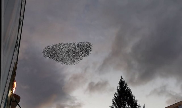 Isparta'da kuşların nefes kesen dansı