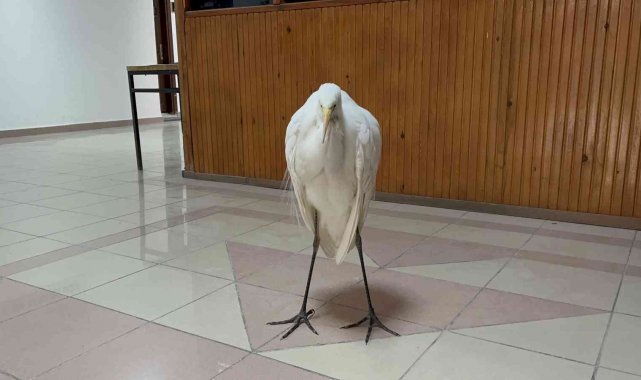 Isparta&#039;da soğuktan donmak üzere olan büyük ak balıkçılı kurtarıldı